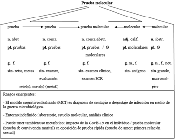 Análisis morfosemántico de la expresión prueba molecular